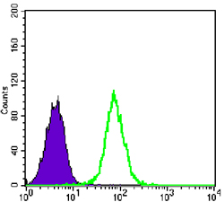 Flow cytometric analysis of K562 cells using GYS1 mouse mAb (green) and negative control (purple).