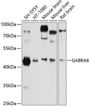 Western blot - GABRA6 Polyclonal Antibody 