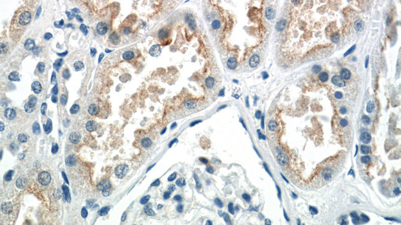 Immunohistochemistry of paraffin-embedded human kidney tissue slide using Catalog No:110209(EFHD1 Antibody) at dilution of 1:50 (under 40x lens)