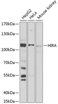 Western blot - HIRA Polyclonal Antibody 