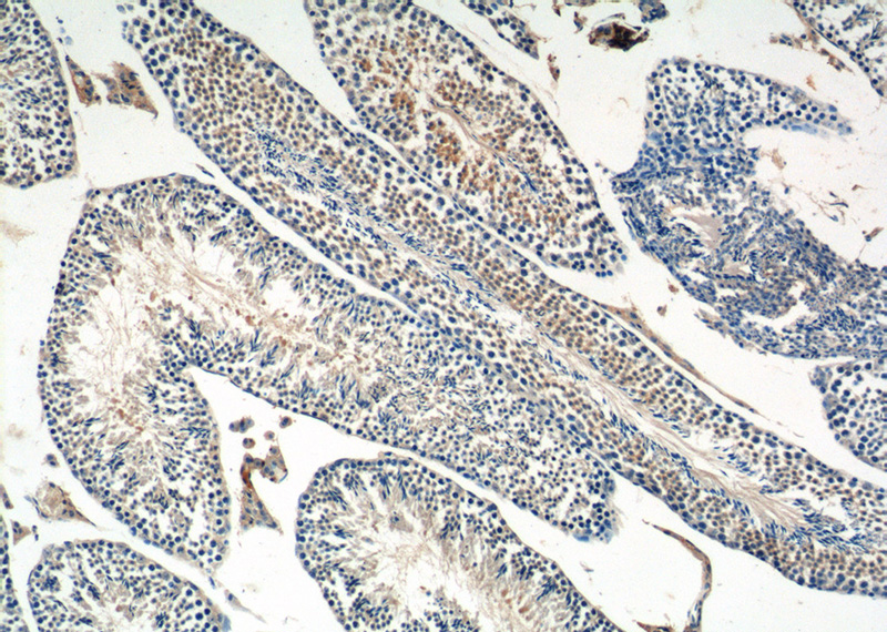 Immunohistochemistry of paraffin-embedded mouse testis tissue slide using Catalog No:110091(DNAJB13 Antibody) at dilution of 1:50 (under 10x lens)