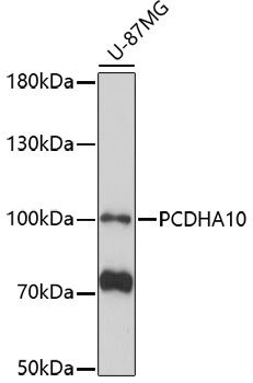 Western blot - PCDHA10 Polyclonal Antibody 