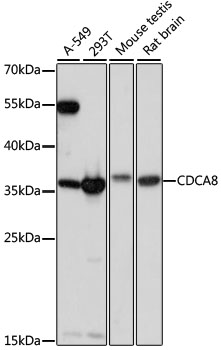 Western blot - CDCA8 Polyclonal Antibody 