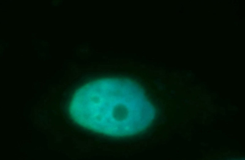 Immunofluorescent analysis of SH-SY5Y cells, using CCNH antibody Catalog No:109668 at 1:50 dilution and FITC-labeled donkey anti-rabbit IgG(green). Blue pseudocolor = DAPI (fluorescent DNA dye).