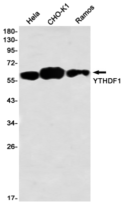 Western blot detection of YTHDF1 in Hela,CHO-K1,Ramos using YTHDF1 Rabbit mAb(1:1000 diluted)