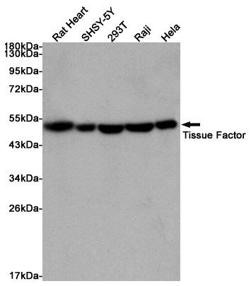 Western blot analysis of extracts from rat heart, SHSY-5Y, 293T, Raji and Hela cells using Tissue Factor Rabbit pAb at 1:1000 dilution. Predicted band size: 47kDa. Observed band size: 47kDa.