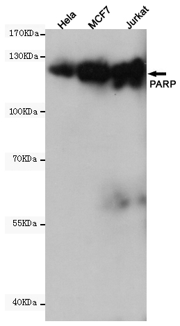 Western blot analysis of extracts from Hela,MCF7 and Jurkat cell lysates using PARP (10C2) Mouse mAb (1:2000 diluted).Predicted band size:116, 89KDa.Observed band size:116KDa.