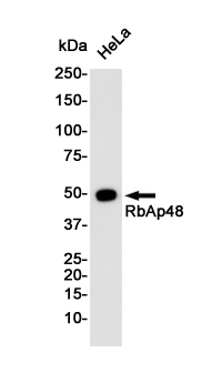 Western blot detection of RbAp48 in Hela cell lysates using RbAp48 Rabbit pAb(1:1000 diluted).Predicted band size:48KDa.Observed band size:48KDa.