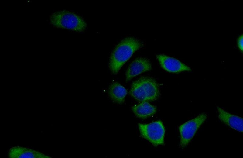 Immunofluorescent analysis of (-20oc Ethanol) fixed PC-3 cells using Catalog No:111730(HVCN1 Antibody) at dilution of 1:50 and Alexa Fluor 488-congugated AffiniPure Goat Anti-Rabbit IgG(H+L)