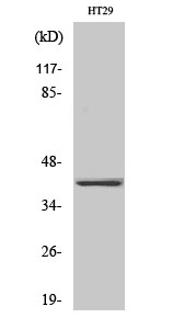 Fig1:; Western Blot analysis of various cells using Olfactory receptor 2A25 Polyclonal Antibody