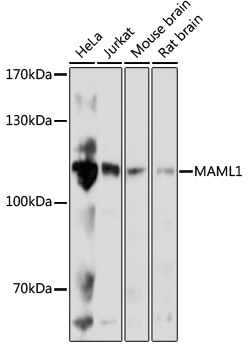 Western blot - MAML1 Polyclonal Antibody 