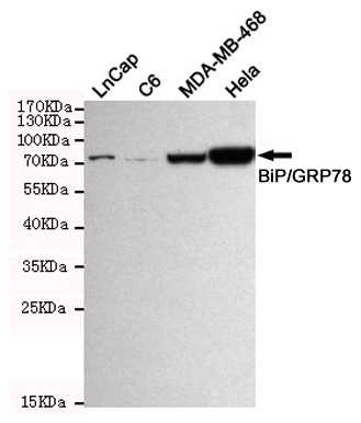 Western blot detection of BiP/GRP78 (C-terminus) in Hela,C6,Lncap and MDA-MB-468 cell lysates using BiP/GRP78 (C-terminus) mouse mAb (1:1000 diluted).Predicted band size:72KDa.Observed band size:78KDa.