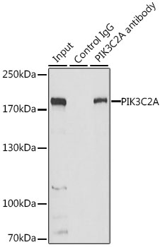 Immunoprecipitation - PIK3C2A Polyclonal Antibody 
