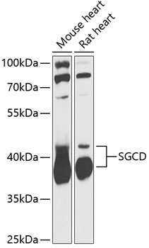 Western blot - SGCD Polyclonal Antibody 
