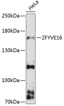 Western blot - ZFYVE16 Polyclonal Antibody 