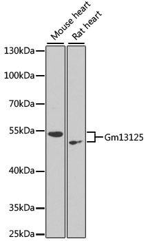 Western blot - Gm13125 Polyclonal Antibody 