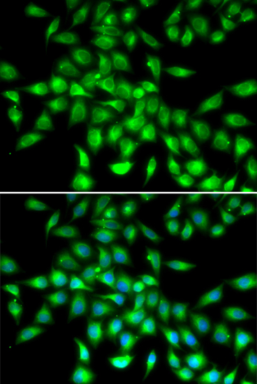Immunofluorescence - SERPINA10 Polyclonal Antibody 