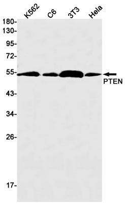 Western blot detection of PTEN in K562,C6,3T3,Hela cell lysates using PTEN Rabbit mAb(1:1000 diluted).Predicted band size:47kDa.Observed band size:54kDa.