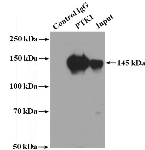 IP Result of anti-PTK7 (IP:Catalog No:114307, 4ug; Detection:Catalog No:114307 1:300) with Jurkat cells lysate 3400ug.