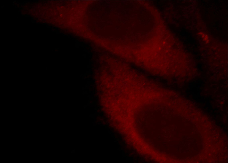 Immunofluorescent analysis of HepG2 cells, using PLEKHF1 antibody Catalog No:113961 at 1:25 dilution and Rhodamine-labeled goat anti-rabbit IgG (red).