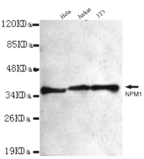 Western blot detection of NPM1 in Hela,Jurkat and 3T3 cell lysates using NPM1 mouse mAb (1:1000 diluted).Predicted band size:33KDa.Observed band size:38KDa.