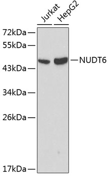 Western blot - NUDT6 Polyclonal Antibody 