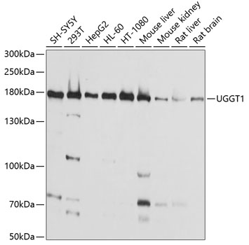 Western blot - UGGT1 Polyclonal Antibody 