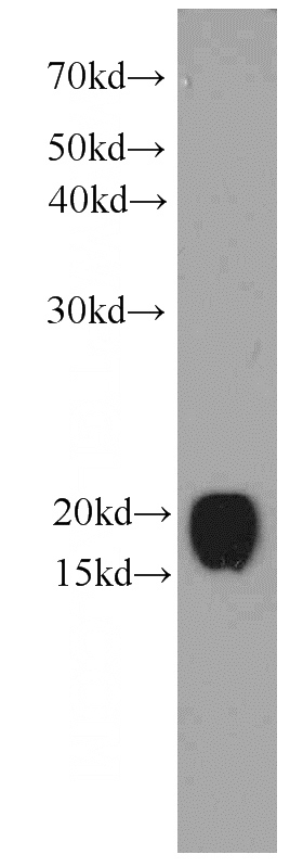 HepG2 cells were subjected to SDS PAGE followed by western blot with Catalog No:107167(CNPY2,MSAP Antibody) at dilution of 1:1000