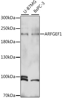Western blot - ARFGEF1 Polyclonal Antibody 