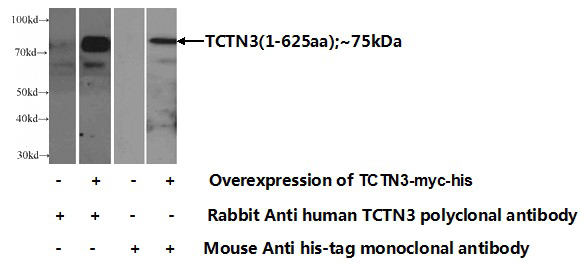 Transfected HEK-293 cells were subjected to SDS PAGE followed by western blot with Catalog No:115921(TCTN3 Antibody) at dilution of 1:1000
