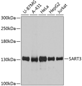 Western blot - SART3 Polyclonal Antibody 