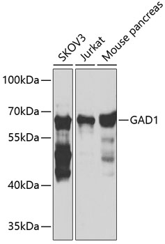 Western blot - GAD1 Polyclonal Antibody 