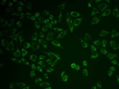 Immunofluorescence - PTGER2 Polyclonal Antibody 