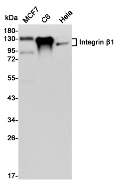 Western blot detection of Integrin β1 in MCF7,C6 and Hela cell lysates using Integrin β1 mouse mAb (1:3000 diluted).Predicted band size:88KDa.Observed band size:115,135KDa.