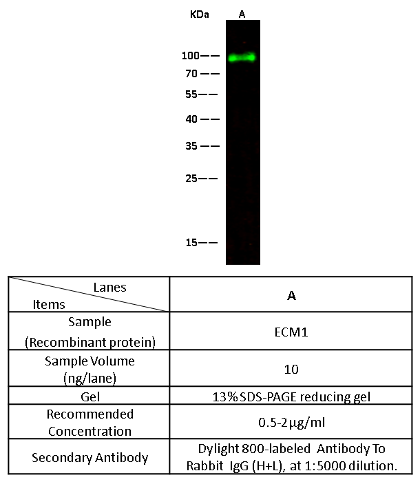 ECM1 antibody, Rabbit PAb, Antigen Affinity Purified, Western blot