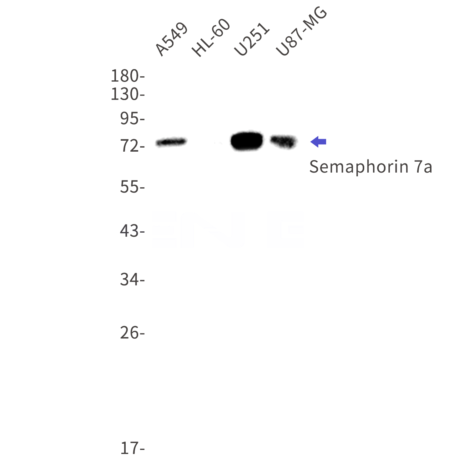 Western blot detection of Semaphorin 7a in A549,HL-60,U251,U87-MG cell lysates using Semaphorin 7a Rabbit mAb(1:1000 diluted).Predicted band size:75kDa.Observed band size:75kDa.