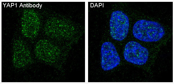 Immunofluorescent analysis of MCF7 cells, using YAP1 Antibody .