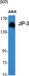 Fig1:; Western Blot analysis of various cells using JIP-3 Polyclonal Antibody diluted at 1: 1000