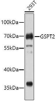 Western blot - GSPT2 Polyclonal Antibody 
