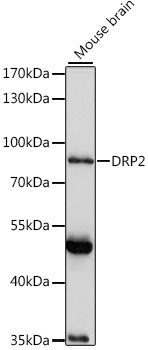 Western blot - DRP2 Polyclonal Antibody 
