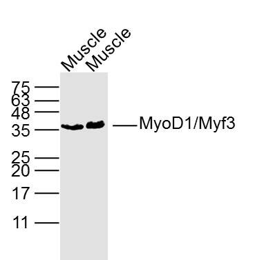 Fig1: Sample:; Muscle (Rat) Lysate at 40 ug; Muscle (Mouse) Lysate at 40 ug; Primary: Anti- MyoD1/Myf3 at 1/300 dilution; Secondary: IRDye800CW Goat Anti-Rabbit IgG at 1/20000 dilution; Predicted band size: 35 kD; Observed band size: 36 kD