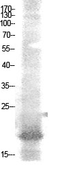 Fig1:; Western Blot analysis of AD-293 cells using Acetyl-NF-E4 (K43) Polyclonal Antibody.. Secondary antibody（catalog#: HA1001) was diluted at 1:20000