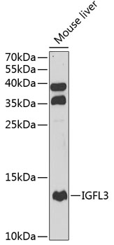 Western blot - IGFL3 Polyclonal Antibody 