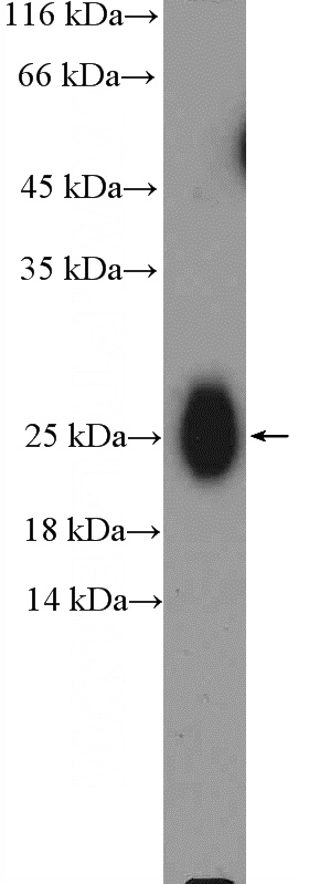 human plasma (0.3ug) tissue were subjected to SDS PAGE followed by western blot with Catalog No:111691(IgG light chain (Kappa) Antibody) at dilution of 1:1000
