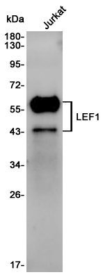 Western blot detection of LEF1 in Jurkat cell lysates using LEF1 Rabbit pAb(1:1000 diluted).Predicted band size:44KDa.Observed band size:25-58KDa.