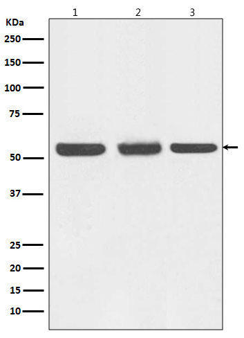 Western blot analysis of Beclin 1 expression in (1) HEK293 cell lysate; (2) NIH/3T3 cell lysate; (3) C6 cell lysate.