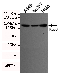 Anti-Ku80 (5C5) Mouse antibody