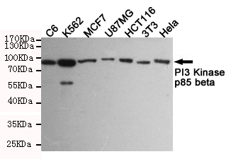 Western blot detection of PI3 Kinase p85 beta in C6,K562,MCF7,U87MG,HCT116,3T3 and Hela cell lysates using PI3 Kinase p85 beta mouse mAb (1:1000 diluted).Predicted band size:85KDa.Observed band size:85KDa.
