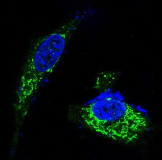 Immunofluorescent analysis of HeLa cells, using BDNF Antibody.