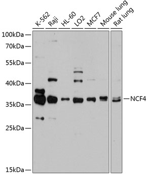 Western blot - NCF4 Polyclonal Antibody 
